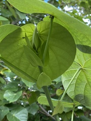 Hibiscus tiliaceus tiliaceus