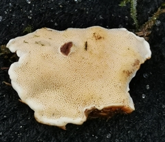 Heterobasidion parviporum