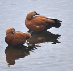 Tadorna ferruginea