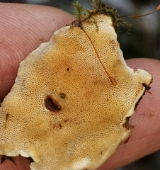 Heterobasidion parviporum