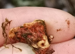 Heterobasidion parviporum