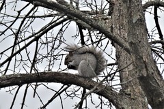 Sciurus carolinensis
