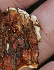 Heterobasidion parviporum