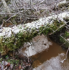 Heterobasidion parviporum