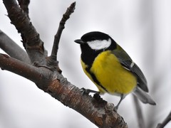 Parus major