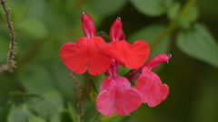 Salvia microphylla