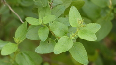 Salvia microphylla