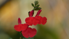 Salvia microphylla