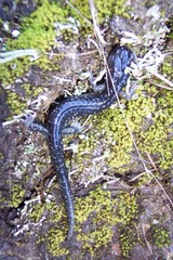 Aneides klamathensis