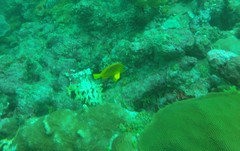 Hypoplectrus gummigutta