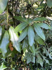 Daphniphyllum macropodum