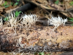 Pterulicium xylogenum