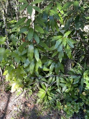Daphniphyllum macropodum
