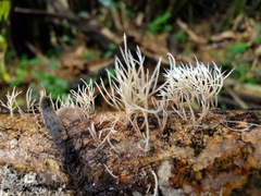 Pterulicium xylogenum