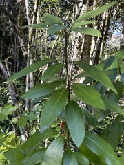 Daphniphyllum macropodum
