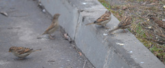 Passer domesticus