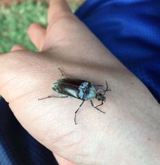 Coleoptera