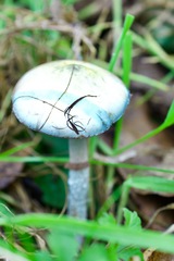 Stropharia inuncta