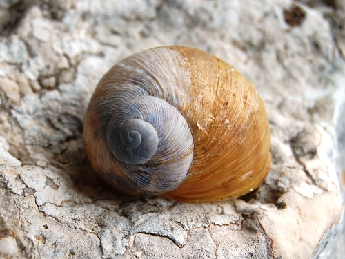 Cornu mazzullii