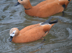 Tadorna ferruginea