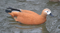 Tadorna ferruginea