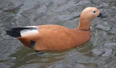 Tadorna ferruginea