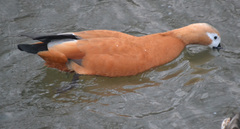 Tadorna ferruginea