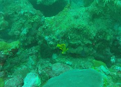 Hypoplectrus gummigutta