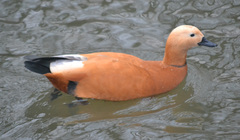 Tadorna ferruginea