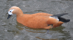 Tadorna ferruginea