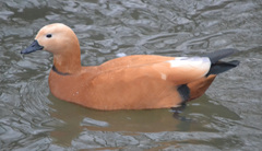 Tadorna ferruginea