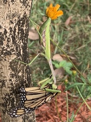 Stagmomantis floridensis