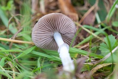 Stropharia inuncta