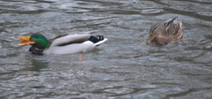 Anas platyrhynchos