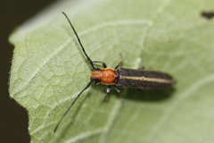 Dylobolus rotundicollis