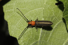 Dylobolus rotundicollis