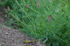 Podarcis siculus campestris
