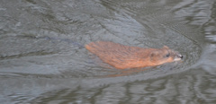 Ondatra zibethicus