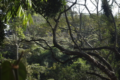 Cercopithecus mitis kolbi