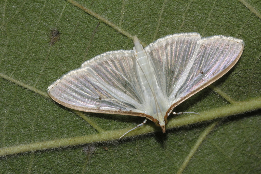 Four-spotted Palpita