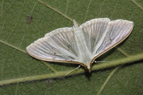 Four-spotted Palpita Moth