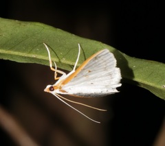 Palpita warrenalis