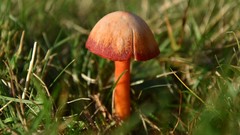 Hygrocybe