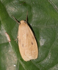Paralithosia shaowuica