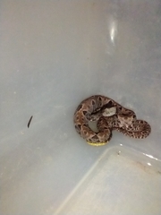 Bothrops asper