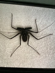 Phrynus whitei
