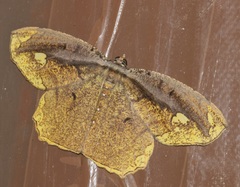 Pareumelea eugeniata