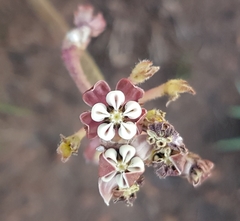 Asclepias fallax