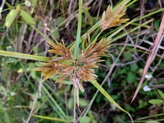 Cyperus polystachyos