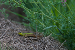 Podarcis siculus campestris